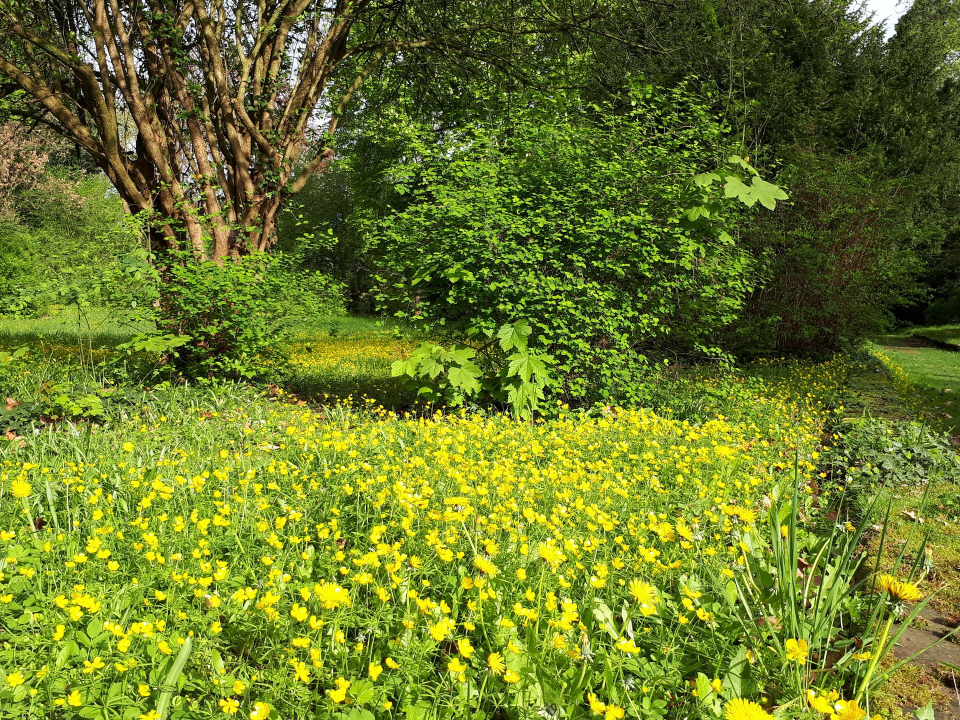 Foto mit gelben Blumen auf dem Friedhof