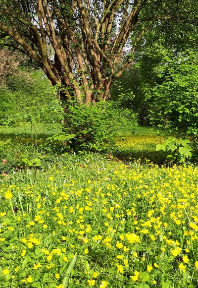 Foto mit gelben Blumen auf dem Friedhof